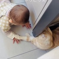 手をちょんちょんし合うスコティッシュフォールドと赤ちゃん