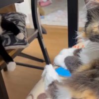 カメラ目線の2匹の猫