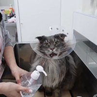 鳴くスタークちゃん