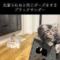 カメラ目線の2匹の猫