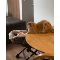 猫と赤ちゃん
