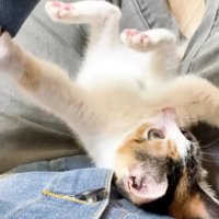 爪を出して威嚇＆爪をひっかける三毛さん