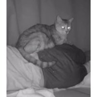 女性の上にいる猫