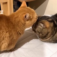 メルくんを毛づくろいするプリンくん