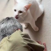 男性の髪の毛を舐める白猫