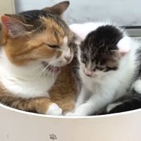 成猫と子猫