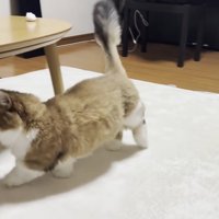 お部屋を歩く猫ちゃんの左半身