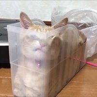 衝撃の変顔