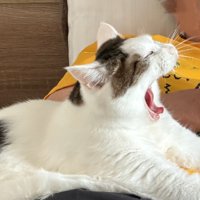 あくびする猫2