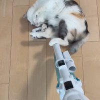掃除機に背中をこすりつける三毛猫