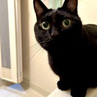 浴槽のふちにいる黒猫