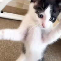 遊ぶ子猫