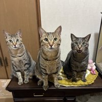 並んで座る3匹の猫