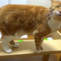 頬をなでなで