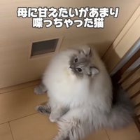 ドアの前で座り込んでいる猫「母に甘えたいがあまり喋っちゃった猫」