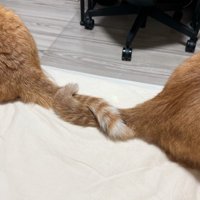 お互いに別の方向を向きながらしっぽを絡ませる2頭の猫