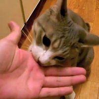 手のひらの噛みつき