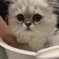 お風呂に入れられている子猫の顔アップ