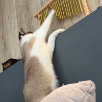 ウインドチャイムを前足で揺らす猫