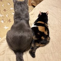 並んでいる2匹の猫の後ろ姿