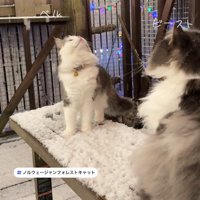 見上げる2匹のねこ