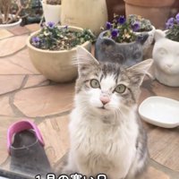 ママの自宅の庭に現れた猫