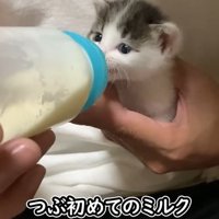 ミルクを飲む子猫1