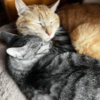 顔をくっつけて寝る2匹の猫