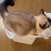 ゴミ箱に飛び込む猫