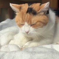 目を閉じた猫