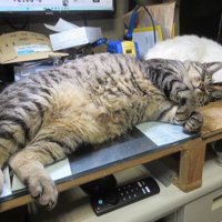 キーボードの上に寝そべる猫