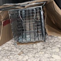 捕獲器の中にいる子猫