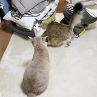 座る短毛猫と向き合い、白いクッションに右頬を寄せる長毛猫