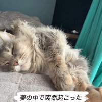 寝ている猫