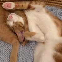 カゴの中でくつろぐ2頭の猫
