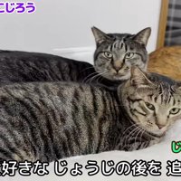 2匹でくっついて座っている猫
