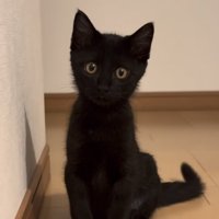 廊下に座って飼い主さんを見つめる子猫