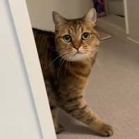 洗面所で飼い主を見上げる猫