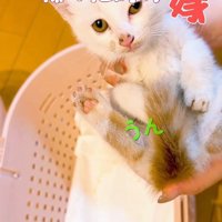 抱っこされる子猫