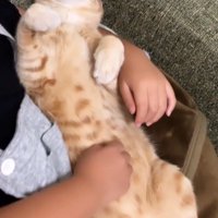 女の子にお腹を撫でられながら眠る猫