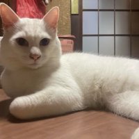 室内にいる猫