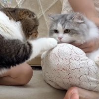 おやつに手を伸ばす猫とそれを見る白グレー猫