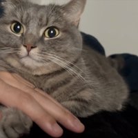 気が済んだ猫