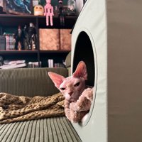 ペットハウスから顔を出す猫