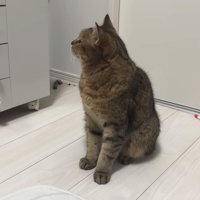 察知する猫
