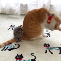 成猫の後ろから成猫の顔を見る子猫