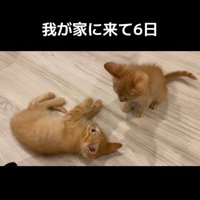 床に寝転がったり座ったりしている2匹の子猫