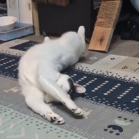 横になって体を伸ばしている猫（顔の前に前足）