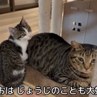 テロップ「てつおはじょうじのことも～」