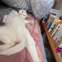 仰向けの体勢で飼い主を見つめる猫